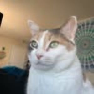 Meet your Posher, Lindsay